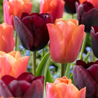 Set of 15 Tulips Ronaldo Blend Set - Van Zyverden