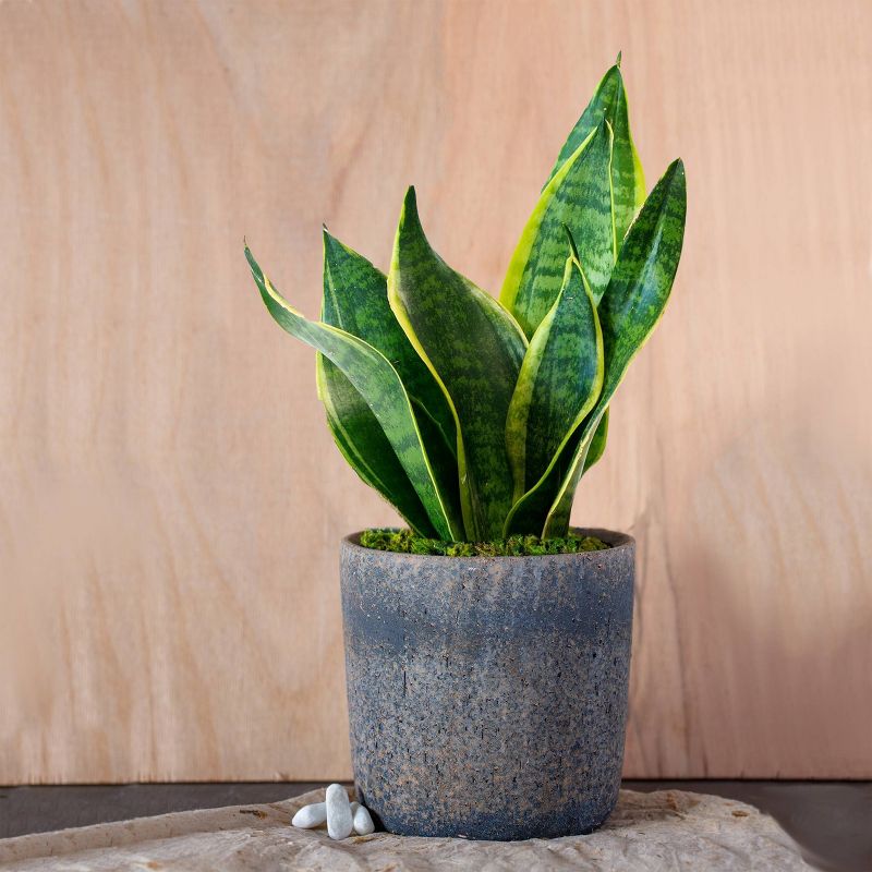 Live Sansevieria Snake Plant in Repose Rustic Stone Planter, 5 of 6