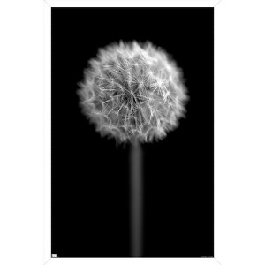Trends International Tom Quartermaine - Black and White Dandelion Framed Wall Poster Prints - 1 of 4