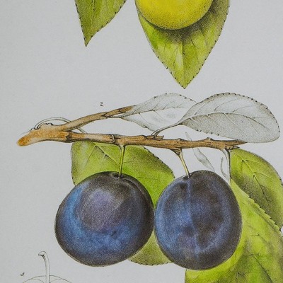 Set of 2 Black Framed Botanical Fruit Wall Art