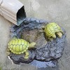 Esterno Turtles Splash Block; Resin Turtle Pond Gutter Downspout Accessory - 4 of 4