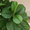 Fiddle Leaf Fig Tree Artificial 6FT,Modern Potted Ficus Lyrata Faux Plant, Fake Fig Tree with Fig Leaves, Artificial Tree - 4 of 4
