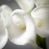Sullivans 15" Artificial White Cala Lily Bush - 2 of 3
