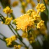 Sullivans Yellow Wildflower Wreath - 2 of 3