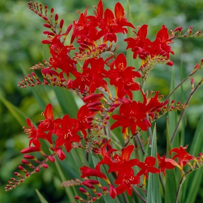 Van Zyverden Set of 25 Crocosmia Lucifer Bulbs