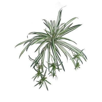 Floral Home 32" Spider Plant with 60 Fronds - 2-Piece