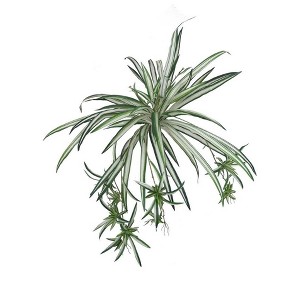 Floral Home 32" Spider Plant with 60 Fronds - 2-Piece - 1 of 2