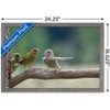 Trends International The Comedy Wildlife Photography Awards: Jacek Stankiewicz - Dispute Framed Wall Poster Prints - 3 of 4