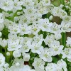 100ct Allium Blend Bulbs - Van Zyverden - 2 of 4