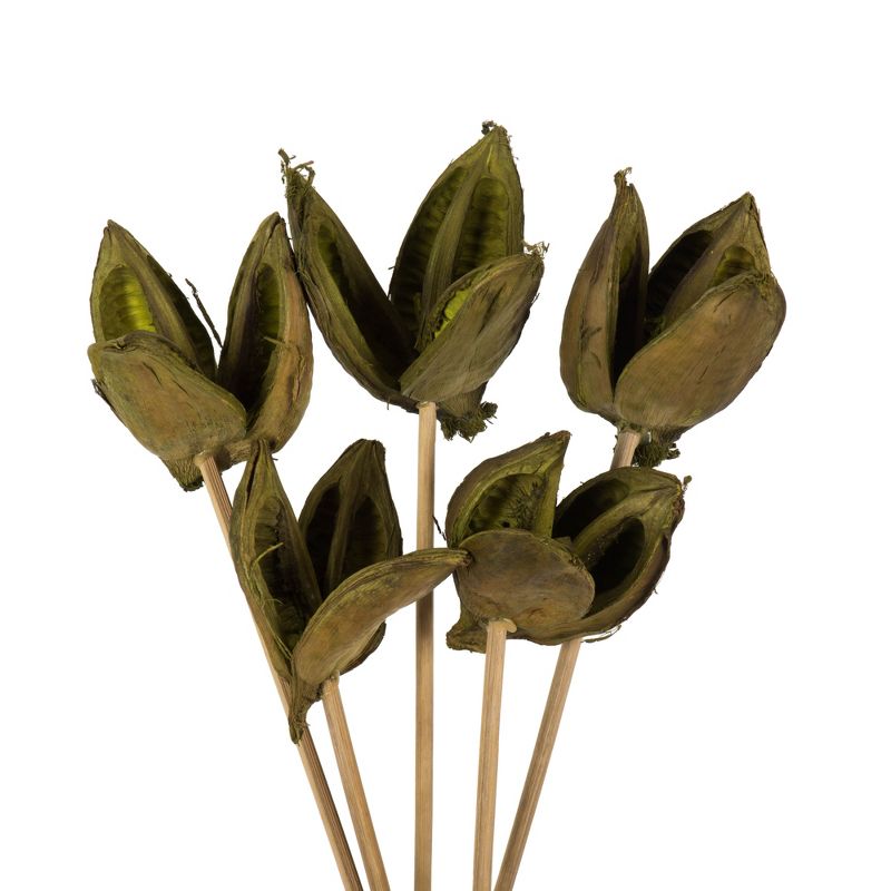 Vickerman 16" Sora Pod attached to a Wood Stem, Dried 5 Pack, 2 of 5