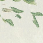 montalcino elm