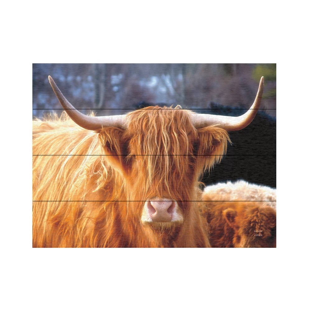 Photos - Other Decoration Trademark Fine Art 12"x16" Nathan Larson Highland Cow Sunshine Wood Slat Art: Modern Decor, Animal Wall Sign Panel, No Batte