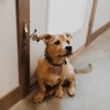 Mighty Paw Metal Potty Doorbell - 4 of 4