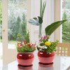 Southern Patio 8″ Wisteria Planter, Oxblood (2 Pack) - Southern Patio - 2 of 3