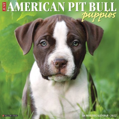 2022 Wall Calendar Just American Pit Bull Terrier Puppies - Willow Creek Press