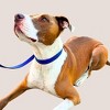 DIPHDA Luxury Pet Collar – Durable Eco-friendly Vegan Cactus Leather Adjustable Dog Collar & Cat - 4 of 4