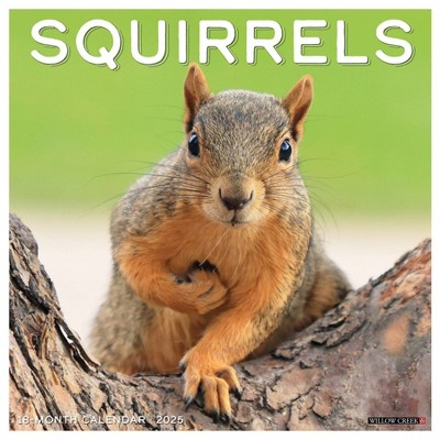 Willow Creek Press Squirrels 2025 Wall Calendar: Monthly 12x12