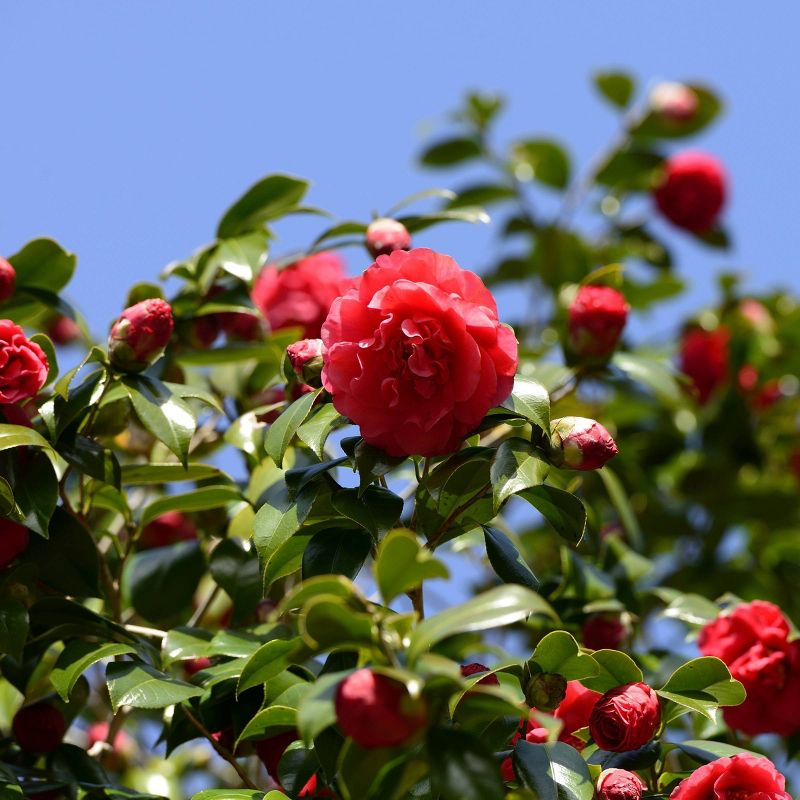 2.5qt Blood of China Camellia Japonica Plant with Red Blooms - National Plant Network, 3 of 7
