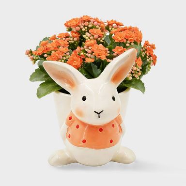 Live 2" Orange Calandiva Plant in Orange Easter Bunny  - Good Little Garden™