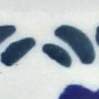 blue daisy