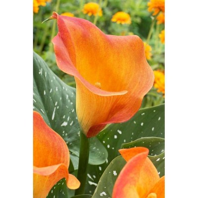 Van Zyverden Set of 5 Callas Bulbs Passion Fruit