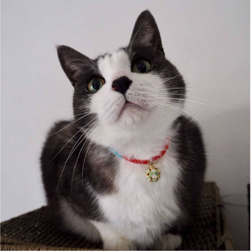 Necoichi Cherimen Cat Collar with Clover Bell, 5 of 10