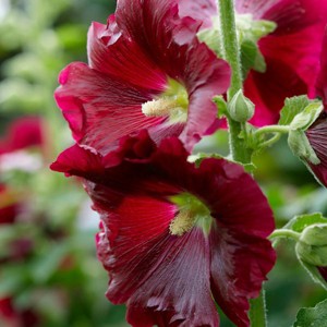 Van Zyverden 5ct Roots Hollyhocks Alcea Rosea Red - 1 of 4