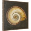 Amanti Art Seashell I by Patricia Pinto Canvas Wall Art Print Framed 22 x 22-in. - 3 of 4