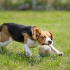 Nocciola Wobble Giggle Ball for Dogs,Christmas gift,Interactive Dog Toys for Boredom, Squeaky Ball Dog Toys,Pet Toys for Small Medium Large Dogs - 4 of 4