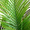 HomeStock  6 ft. Artificial Palm Tree in Pot for Indoor/Outdoor - 3 of 4