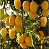 Fresh Malgova Mangoes -7 Pcs - 4 of 4