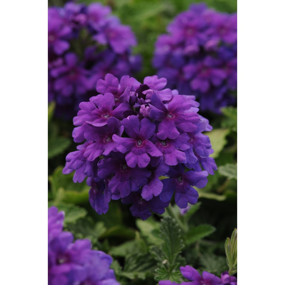 Photos - Garden & Outdoor Decoration 2.5qt EnduraScape Dark Purple Verbena Plant with Purple Blooms - National