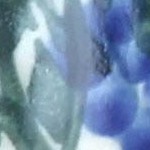 hyacinth