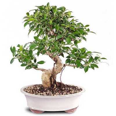 Extra Large Golden Gate Ficus Indoor Live Houseplant - Brussel's Bonsai