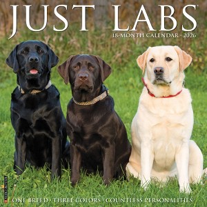 Willow Creek Press 12"x12" 2026 Labs Wall Calendar - 1 of 4