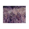 Trademark Fine Art - Beata Czyzowska Young 'Purple Rain' Wood Slat Art - 2 of 4