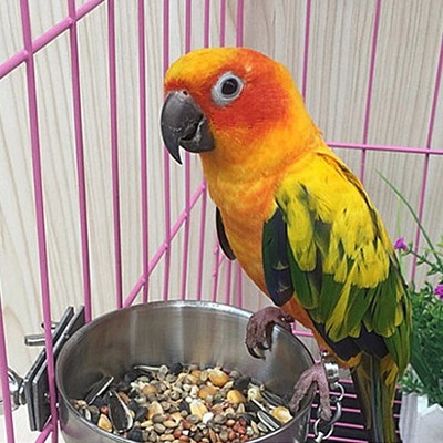 Parrot stainless steel parrot food box water tank dog water cup food bowl food trough bird specific 10cm