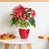 Okak Vertical Smart Self-watering Planter Pots with Holes Orchid & Succulent Planters for Indoor/Outdoor, 2 Pack(S+M),4 Colors - 3 of 4