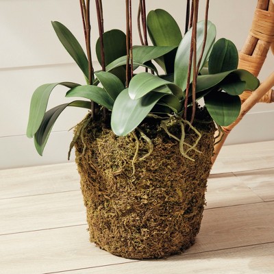 White Phalaenopsis Orchid in Moss Pot, 36" Tall