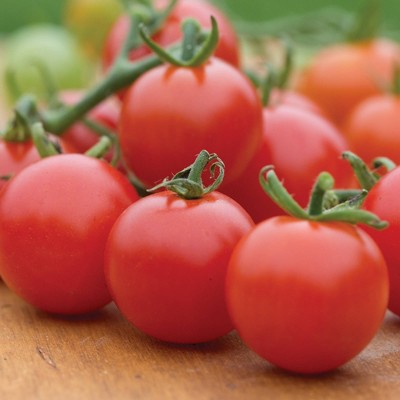 Burpee Tomato Seeds