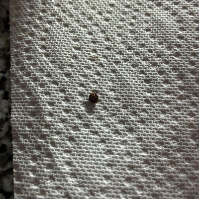 Guest review image 1 of 1, zoom in