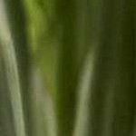 beige, light blue, orange