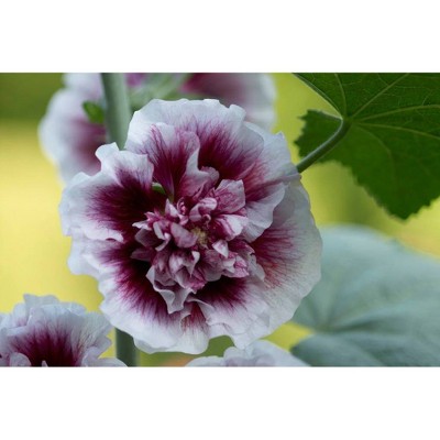 Van Zyverden Set of 5 Hollyhocks Creme De Cassis Roots