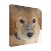 Trademark Fine Art - Stephen Goodhue Snow Nose Golden I Canvas Art - 4 of 4