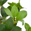 vidaXL Artificial Plant Green and Brown Polyester and Wood 35.4 in - 2 of 2
