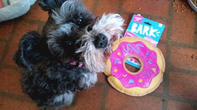 Bark Barker's Dozen Donuts Dog Toy - Features Multi-Part 4 in 1 Toy, Xs to Small Dogs, Size: XS/Small