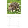 2026 Square Wall Calendar, Hedgehogs, 16-Month Animals Theme with 180 Reminder Stickers (12x12 In) - 3 of 4