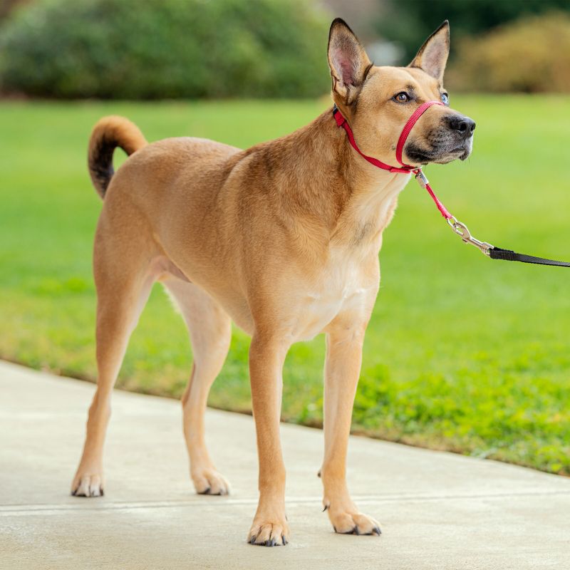 PetSafe Gentle Leader Headcollar Adjustable Dog Harness, 4 of 9