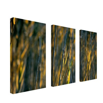 Trademark Fine Art -Prairie Grass I by Kurt Shaffer 12x24 Canvas Ready to Hang!