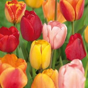 Van Zyverden 15ct Bulbs Tulips Darwin Hybrid Mixture Mammoth Bulbs - 1 of 4